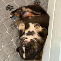 Cocoa Bean - Tricolors female French Bulldog puppy in Grafton, Ohio from K&J Frenchies