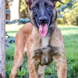 Belgian Malinois from Royaume Malinois