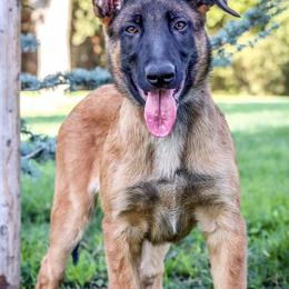 Belgian Malinois from Royaume Malinois
