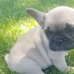 French Bulldogs from Grace's French Bulldogs