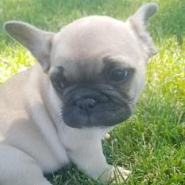 French Bulldogs from Grace's French Bulldogs