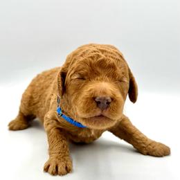 Mojito - Apricot male Goldendoodle puppy in Mount Pleasant, Tennessee from Doodle My Heart