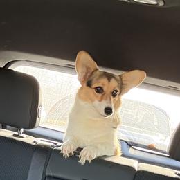 Bull Terriers, Chinese Shar-Pei, and Pembroke Welsh Corgis from Brittany Powell