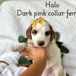 Cavalier King Charles Spaniel and Goldendoodle Puppies from Buck's pups