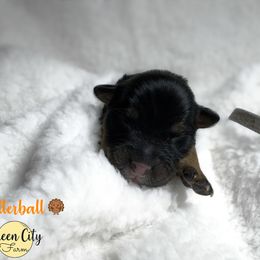 Butter Ball (grey) - Black tri-color male Australian Shepherd puppy in Falmouth, Kentucky from Queen City Farm