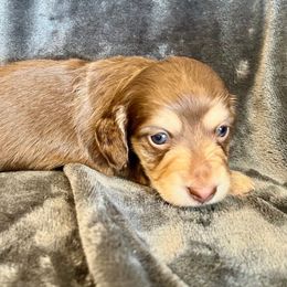 Boy 1 - Chocolate and tan male Dachshund puppy in Tahlequah, Oklahoma from Love Some Dogs Dachshunds & Cavalier King Charles Spaniels,Cavapoos