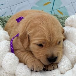 2nd pick girl - Golden female Golden Retriever puppy in Fresno, California from Warwick’s Central California Goldens