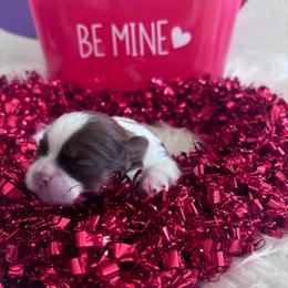 Rosie - Liver and white female Shih Tzu puppy in Avondale, Arizona from Riley Family Shih Tzus