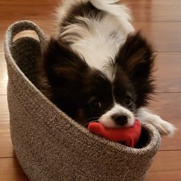 Papillon Puppies from Finale Farm Papillons