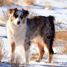 Catty - Australian Shepherd