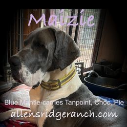 Maizie - Great Dane