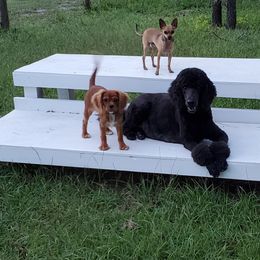 Poodle Puppies from Deborah Busch Poodles
