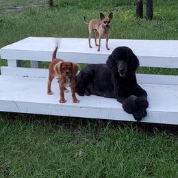Poodle Puppies from Deborah Busch Poodles