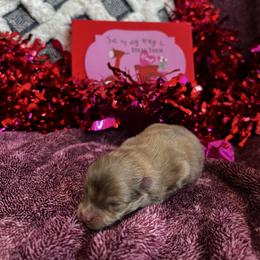 Girl 2 - Chocolate parti female Pomeranian puppy in Randleman, North Carolina from Luxurious Poms