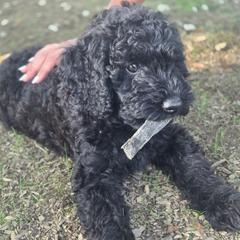 Coraline F1b, Genetic Testing, Health Warranty - Black female Labradoodle puppy in Clinton, Ohio from P&L Doodles