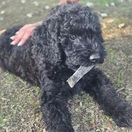 Coraline F1b, Genetic Testing, Health Warranty - Black female Labradoodle puppy in Clinton, Ohio from P&L Doodles