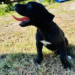 Great Dane Puppies from Florida Danes