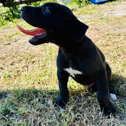 Great Dane Puppies from Florida Danes