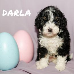 Darla - Tri-color female Bernedoodle puppy in Gilbert, Arizona from Safe Havynn Doodles