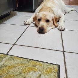 Labrador Retriever All Grown Up from Heartfelt Love Labradors
