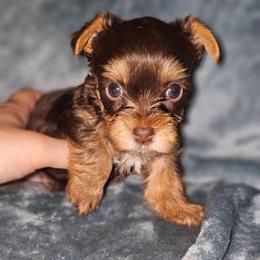 Teacup chocolate liver boy - Liver male Yorkshire Terrier puppy in Thornville, Ohio from My precious yorkies