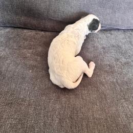 White girl - White female Borzoi puppy in Texas from Royal Chase Borzoi