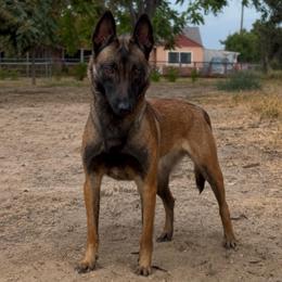 Tink - Belgian Malinois