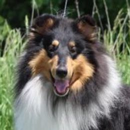 Bear - Collie