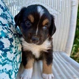 Butterfly - Black tri female Toy Australian Shepherd puppy in Medical Lake, Washington from MAS Gone Rogue
