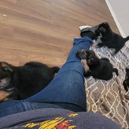German Shepherd Puppies from Lux Shepherds