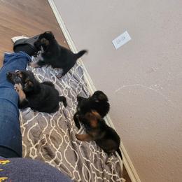 German Shepherd Puppies from Lux Shepherds