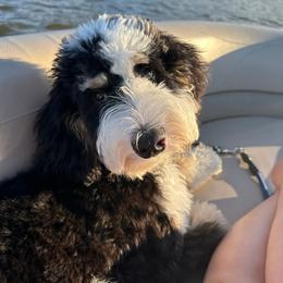 Bernedoodle Puppies from NLB Mini Bernedoodles