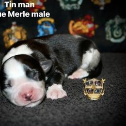 Tin man - Blue merle male Australian Shepherd puppy in El Dorado Springs, Missouri from HP Aussie Kennels