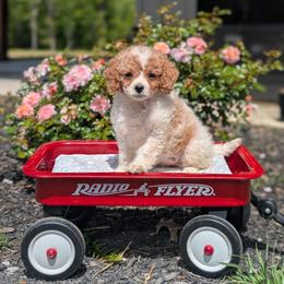 Cavapoo puppies from Spencer's "lil" Cavapoos & Bernedoodles