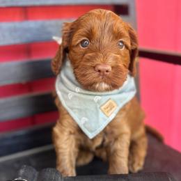 Biscuit - Black - Caramel red male Australian Labradoodle puppy in Citrus Heights, California from Elite Blend Labradoodles