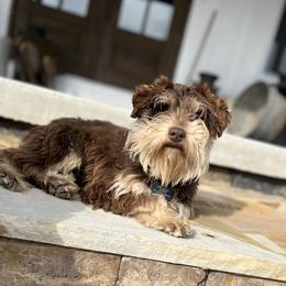 Bear - Miniature Schnauzer