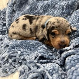 Silver dapple long hair boy - Dapple male Dachshund puppy in Sylvania, Alabama from Turner Delightful Dachshund Farm