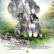 Standard Schnauzer Puppies from Goldwynn Standard Schnauzers