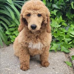 Archie 25-30 pounds - Apricot male Poodle puppy in Orland, California from Elliott's Elite Puppies