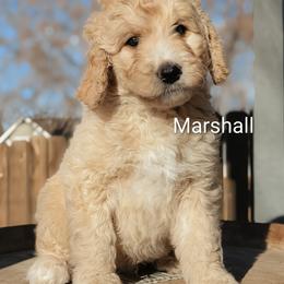 Marshall - Cream male Goldendoodle puppy in Caldwell, Idaho from Houserville Kennels