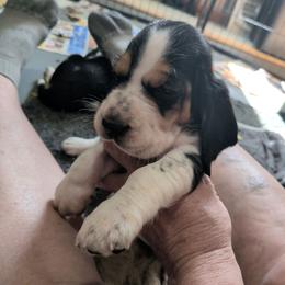 Marigold - Black white and brown female Basset Hound puppy in Clio, Michigan from Nancy's Basset Hounds