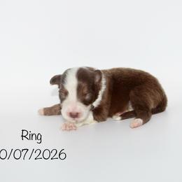 Girl (Ring) - Red tri-color female Australian Shepherd puppy in Brooker, Florida from 🐾 The Great Bambino SunState Aussies!