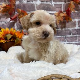 Louie - Wheaten male Miniature Schnauzer puppy in Lufkin, Texas from C&K’s Schnauzer House