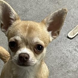 Dudley - Fawn male Chihuahua puppy in Dowagiac, Michigan from Rafina Chihuahuas