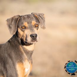 Blue Lacy puppies from Equal T Lacys