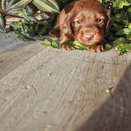 Thunder - Chocolate and tan male Dachshund puppy in Franklin, West Virginia from Long Mountain Long Dogs