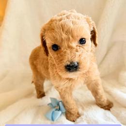 Girl 2 - female Double Doodle puppy in Clarks Hill, South Carolina from Rosie’s Double Doodles