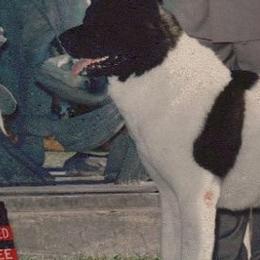 Akita from DeZaVu Akitas