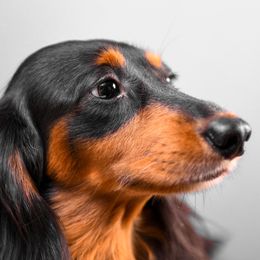 Dachshunds from Chocolat &  Créme doxies