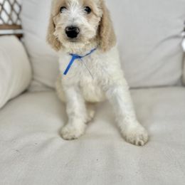 Scooter - Tri-color male Australian Labradoodle puppy in Leonard, Texas from Laird Farms
